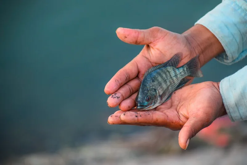 fish care conservation ,  photo from Pexels