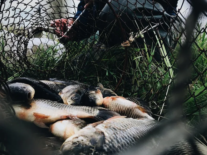 carp fish care handling ,  photo from Pexels