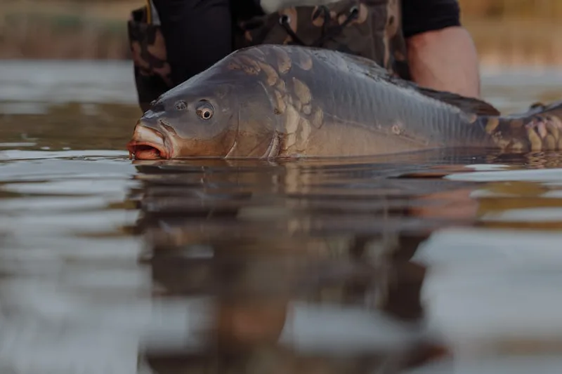 carp unhooking mat cradle ,  photo from Pexels