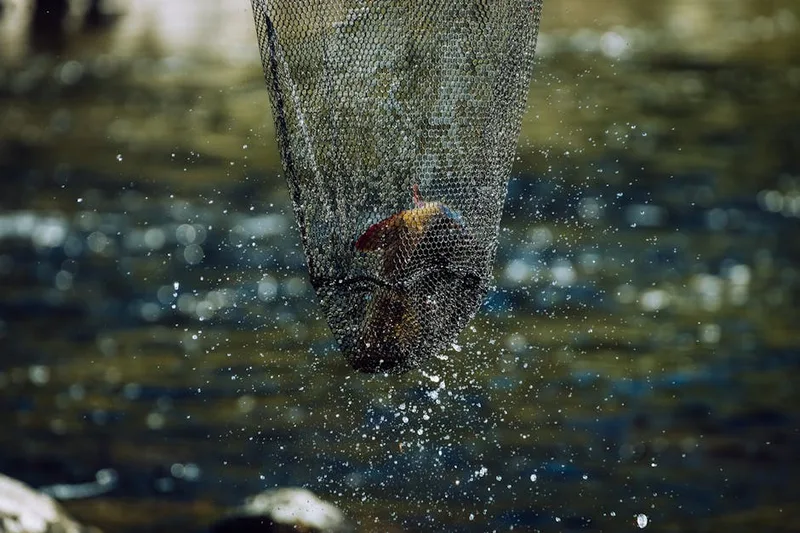 fish retention sling water ,  photo from Pexels